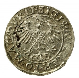 Sigismund II Augustus, Half-penny 1555 Vilnius, LI/LITVA. Very nice (511)
