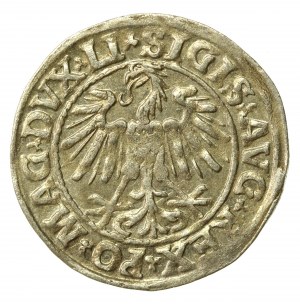 Sigismund II Augustus, Half-penny 1547, Vilnius - LI/LITVA (513)