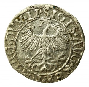 Sigismund II Augustus, Half-penny 1558, Vilnius - LI/LITV (515)