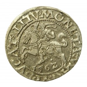 Zygmunt II August, Półgrosz 1562 Wilno, L/LITV. Ogon do góry (516)