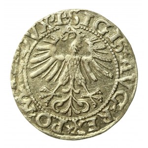 Zygmunt II August, Półgrosz 1562 Wilno, L/LITV. Ogon do góry (516)