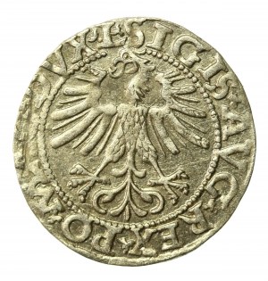 Sigismund II Augustus, Half-penny 1562 Vilnius, L/LITV. Tail up (516)