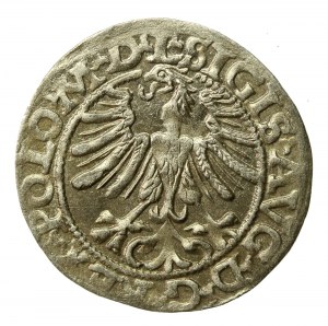 Sigismund II Augustus, Half-penny 1565, Vilnius - L/LITV (518)