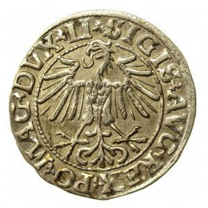 Zygmunt II August, Półgrosz 1550, Wilno, LI / LITVA (522)