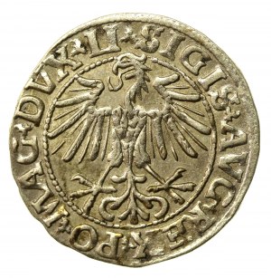 Sigismund II Augustus, Half-penny 1550, Vilnius, LI / LITVA (522)