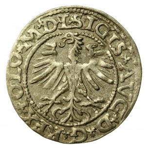 Sigismund II Augustus, Half-penny 1564, Vilnius - L/LITV (798)