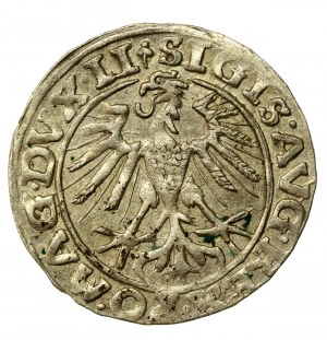 Sigismund II Augustus, Half-penny 1557, Vilnius, Behm - rare (927)