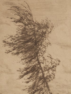 Józef Pankiewicz (1866 Lublin - 1940 La Ciotat, Francja), Brzoza, 1905