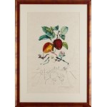 Salvador Dalí (1904 Figueres - 1989 Figueres), Mela drago (Pomme dragon) dalla serie Flordali - Les Fruits , 1969