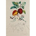 Salvador Dalí (1904 Figueres - 1989 Figueres), Mela drago (Pomme dragon) dalla serie Flordali - Les Fruits , 1969