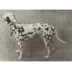 Jan Tarasin (1926 Kalisz - 2009 Warsaw), Dalmatian, 1980/96