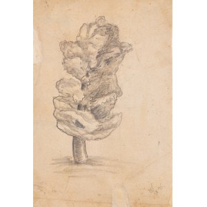 Boleslaw Cybis (1895 Massandra Farm in the Crimea - 1957 Trenton (New Jersey, USA)), Sketch of a Poplar, 1925