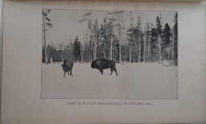 WRÓBLEWSKI Konrad - ŻUBR PUSZCZY BIAŁOWIESKIEJ Monografja Ilustracje Wyd.1927
