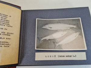 FISH ALBUM P.Z.W. Poznan District. 21 CARDS with photos of fish species with description