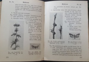 Nunberg M. - Key to the determination of the more important harmful forest insects, Warsaw 1935 [ dendrology, insects and trees].
