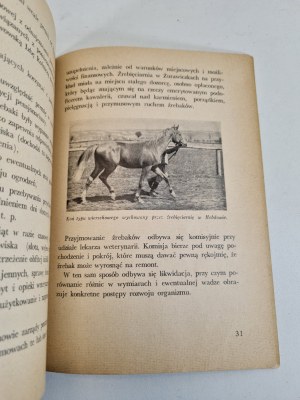 RADOMYSKI Adam - ŹREBIĘCIARNIE ICH ZNOTACZENIE DLA HODOWLI Wyd.1937 Ilustrace
