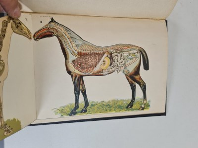 RUNGE Stanislaw - NAUKA O KONIU ( HIPPOLOGIE ) Se 107 obrázky v textu, 20 tabulkami a rozkládací anatomickou tabulkou koně [1921].