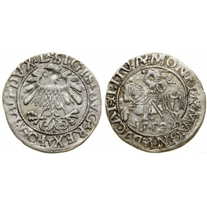 Pologne, demi-penny, 1559, Vilnius