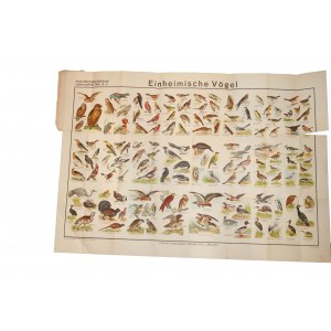 Native Birds . Plate 37 with reduced color drawings of 136 bird species, chromolithography, Graser's Verlag , 19th/20th c.