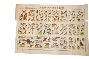 Native Birds . Plate 37 with reduced color drawings of 136 bird species, chromolithography, Graser's Verlag , 19th/20th c.