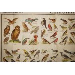 Native Birds . Plate 37 with reduced color drawings of 136 bird species, chromolithography, Graser's Verlag , 19th/20th c.