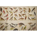 Native Birds . Plate 37 with reduced color drawings of 136 bird species, chromolithography, Graser's Verlag , 19th/20th c.