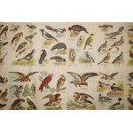 Native Birds . Plate 37 with reduced color drawings of 136 bird species, chromolithography, Graser's Verlag , 19th/20th c.