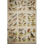 Native Birds . Plate 37 with reduced color drawings of 136 bird species, chromolithography, Graser's Verlag , 19th/20th c.