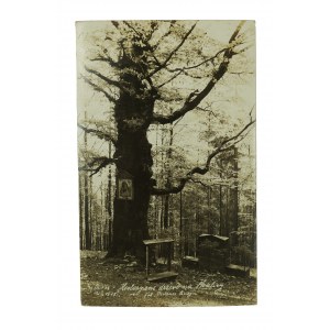 [USTROŃ] Historyczne drzewo Skalicy , fot. Carl Pietzna
