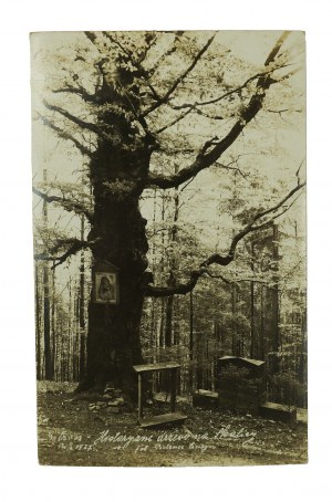 [USTROŃ] The historic tree of Skalica , photo by Carl Pietzna