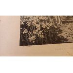 Przez liliowe pola Piotr Stachiewicz