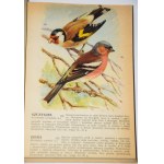 Ptaki prawnie chronione. Warszawa 1964. Tabl. z ilustr. 90. [tekst Jan Sokołowski]