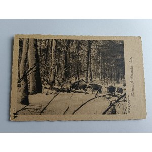 POSTCARD BIALOWIEZA, BELOVEZHSKAYA PUSZCZA BIAŁOWIESKA, WILD BOAR, WILD BOAR, PRE-WAR, FOT KARPINSKI