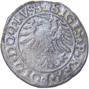 Zikmund I. Starý, městský šilink 1532, Elbląg VELMI DOBRÝ