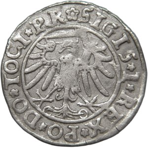 Sigismund I the Old, city penny 1534 PR, Elblag ILLUSTRATED