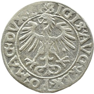 Sigismondo II Augusto, mezzo grosz del 1556, Vilnius, LITVA/LI