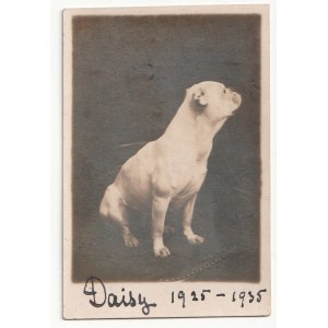 PIES Buldog Daisy 1925 - 1935