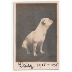 Daisy Bulldog Dog 1925 - 1935