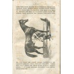 SZTOLL J. (Штолль Ю.) - Practical shoeing of horses (Практическое кование лошадей) [St. Petersburg 1870].