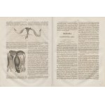Przyroda i przemysł. Tygodnik popularno-naukowy, poświęcony rozpowszechnianiu nauk przyrodniczych i ich zastosowań do przemysłu [kompletny rocznik 1872]