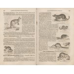 SIMASZKO Julian (Симашко Юлиан) - Podręcznik zoologii dla gimnazjów (Руководство к зоологии, составленное, по поручению министерства народного просвещения, для гимназий) [Petersburg 1854-1857]