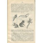 CLAUS Carl - Podręcznik zoologii dla wyższych uczelni (Учебникъ зоологіи. Для высшихъ учебныхъ заведений) [Odessa 1888]