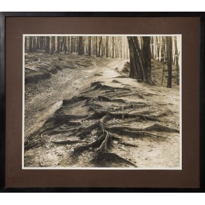 Konrad Karol POLLESCH (ur. 1940 r.), Las, 1966
