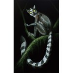 Emil Goś, Lemur katta, 2025