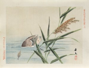 Matsumura Keibun (1779 - 1843, Kioto), Kaczka nurkująca przy trzcinach, wyd. Aoki Kôsaburô, Japonia/Osaka, 1892