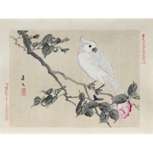 Matsumura Keibun (1779 - 1843, Kioto), Biała kakadu na gałęzi kamelii, wyd. Aoki Kôsaburô, Japonia/Osaka, 1892
