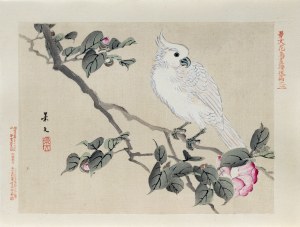Matsumura Keibun (1779 - 1843, Kioto), Biała kakadu na gałęzi kamelii, wyd. Aoki Kôsaburô, Japonia/Osaka, 1892