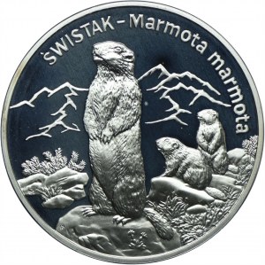 20 Gold 2006, Swistak