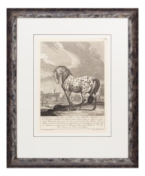 JOHANN ELIAS RIDINGER (GERMANY / GERMAN 1698 - 1767) - Tiger horse