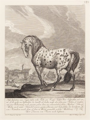 JOHANN ELIAS RIDINGER (GERMANY / GERMAN 1698 - 1767) - Tiger horse